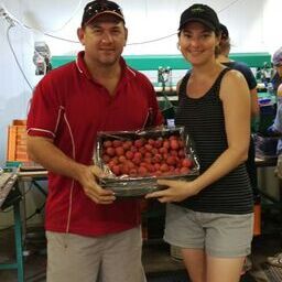 Growers packing fruit for USA