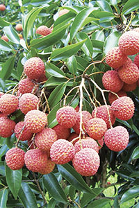 Lychee fruit 2021 KMP on tree