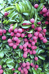 Lychee fruit 2021 fruit tree