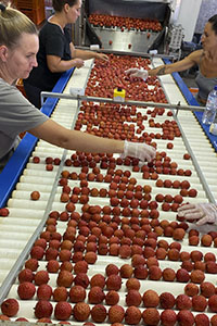 Lychee fruit 2021 inspection table